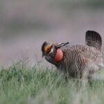 Trump admin scraps ‘weaponized’ wildlife rule that became ‘burden’ on American families and businesses: Burgum