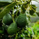 U.S. suspends avocado inspections in Mexican state of Michoacan due to threat