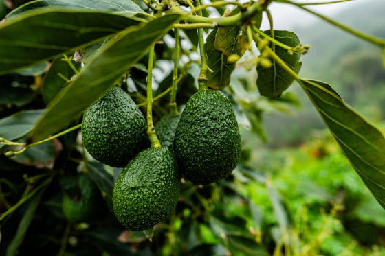 260806-avocado-rs-8300a2.jpg