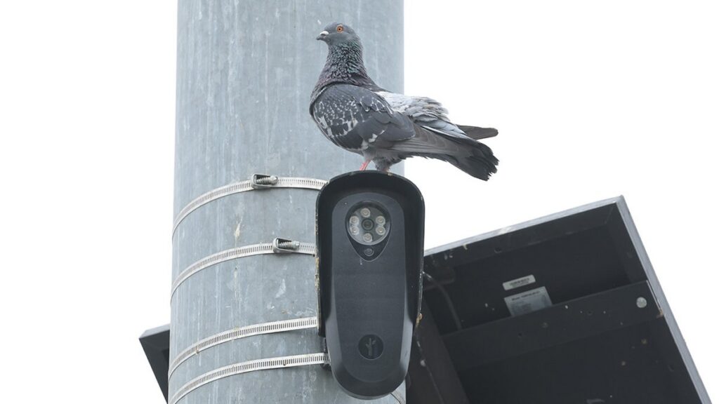 flock-camera-pigeon.jpgve1tl1