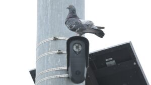 flock-camera-pigeon.jpgve1tl1