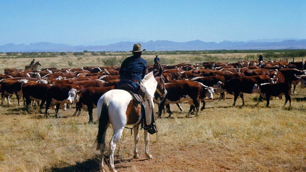 cattle-rancher-herds-cows-montana-fox-news_.jpgve1tl1