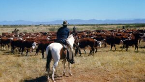 cattle-rancher-herds-cows-montana-fox-news_.jpgve1tl1